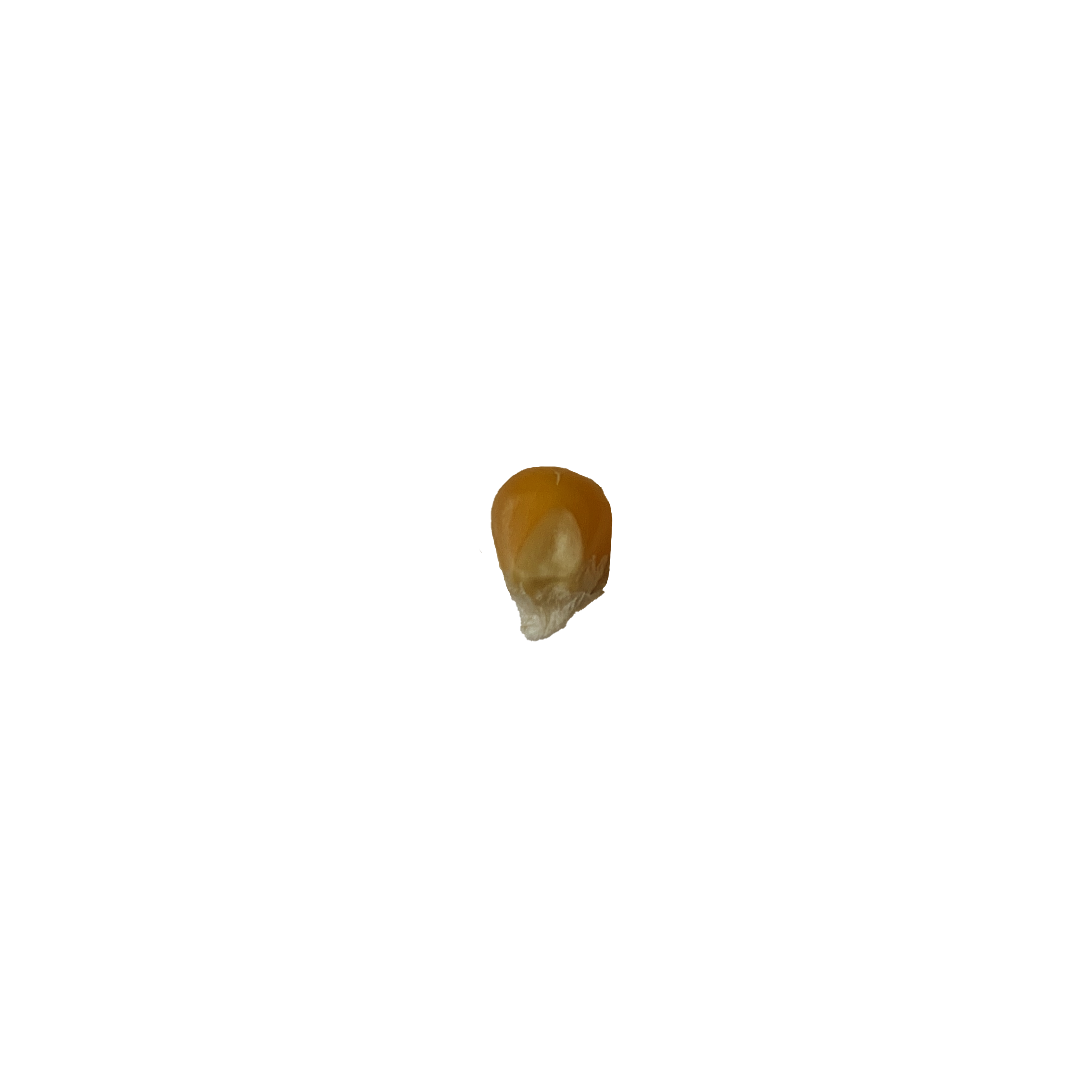 popcorn kernel