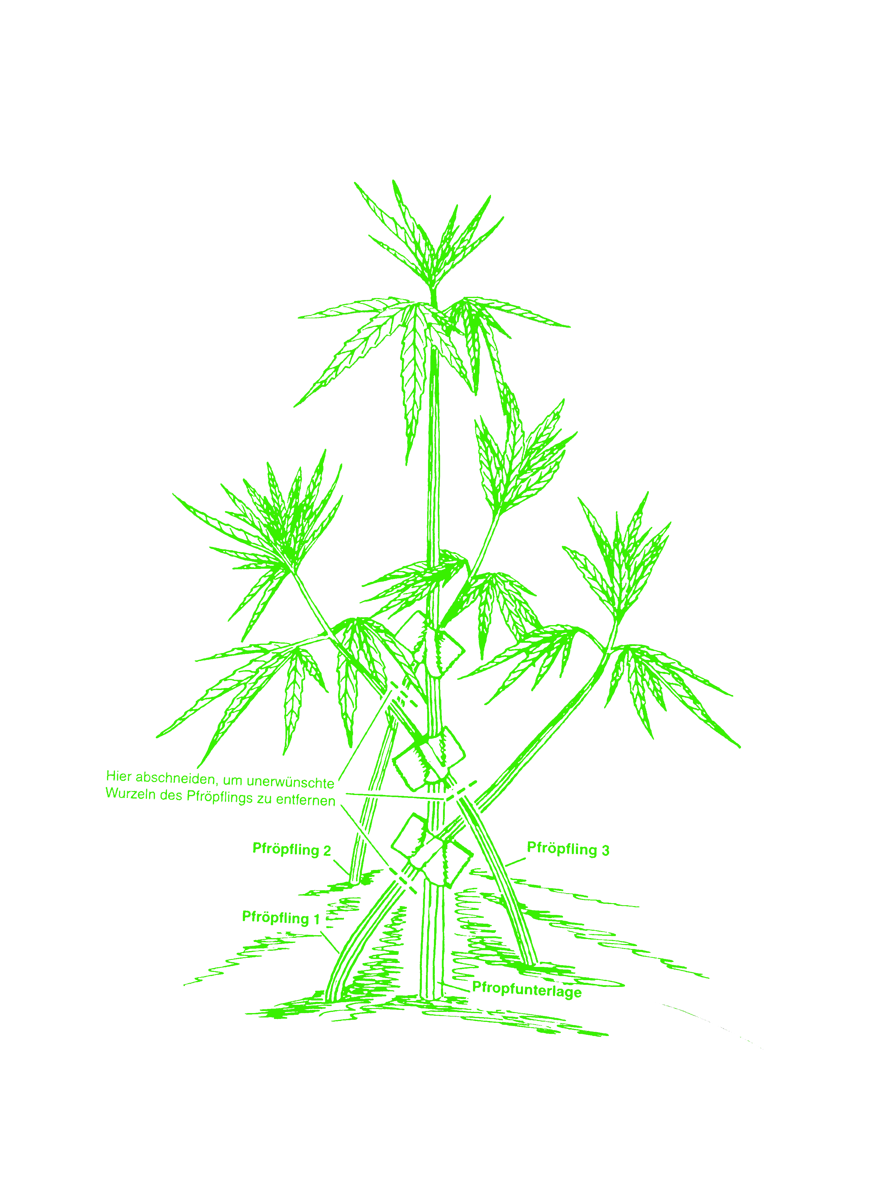 LST