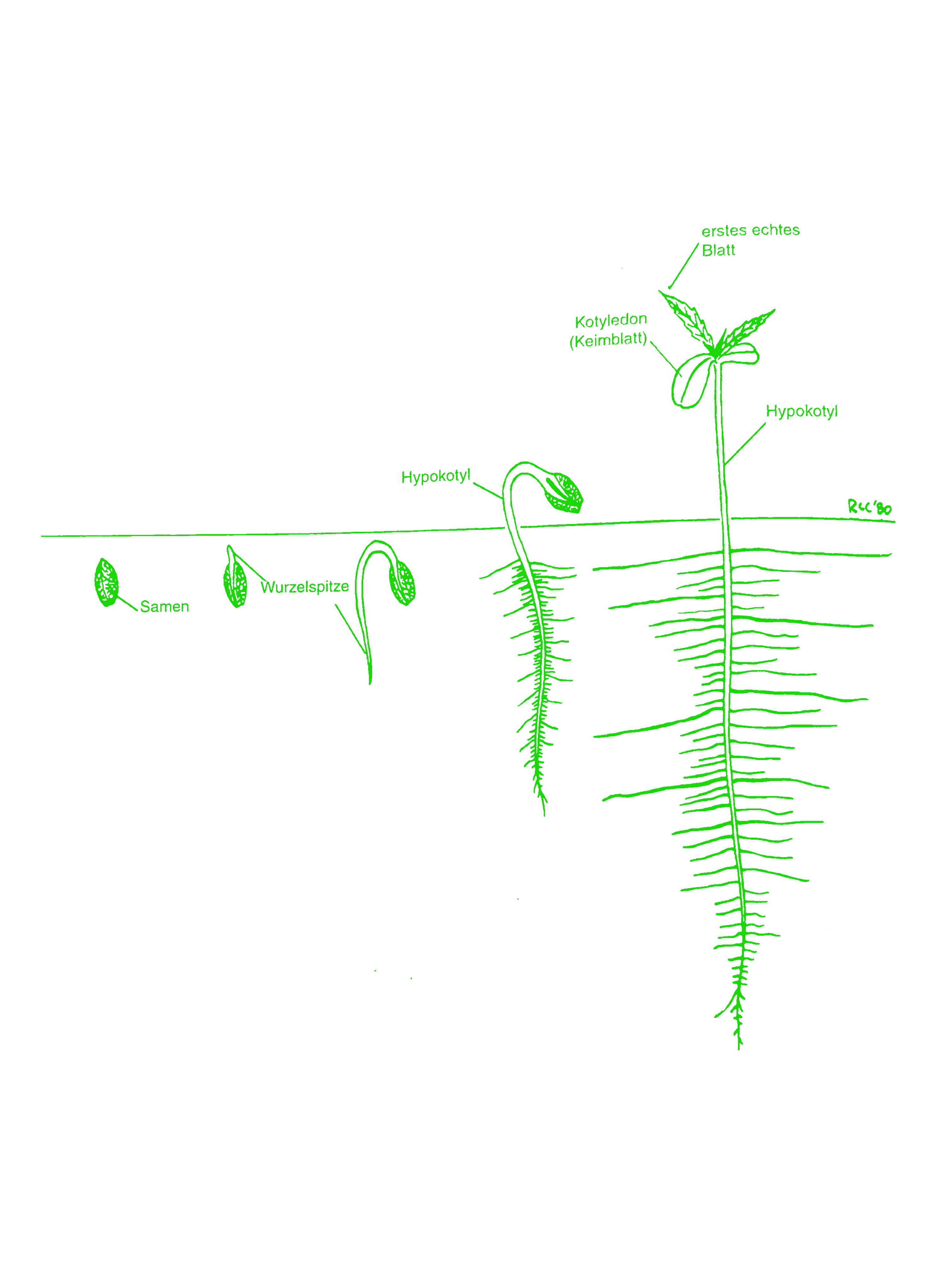 Seedling