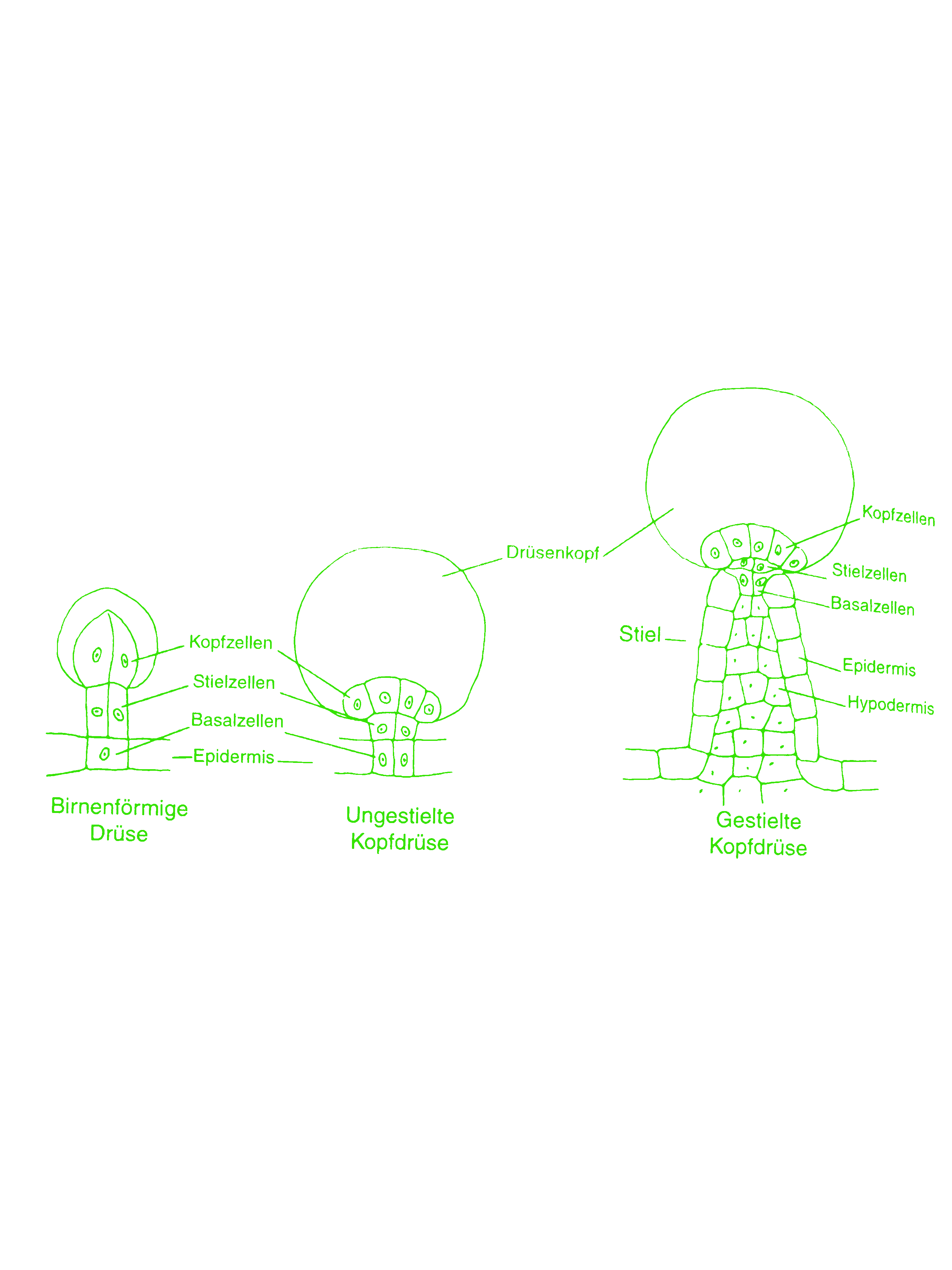 Trichome 3