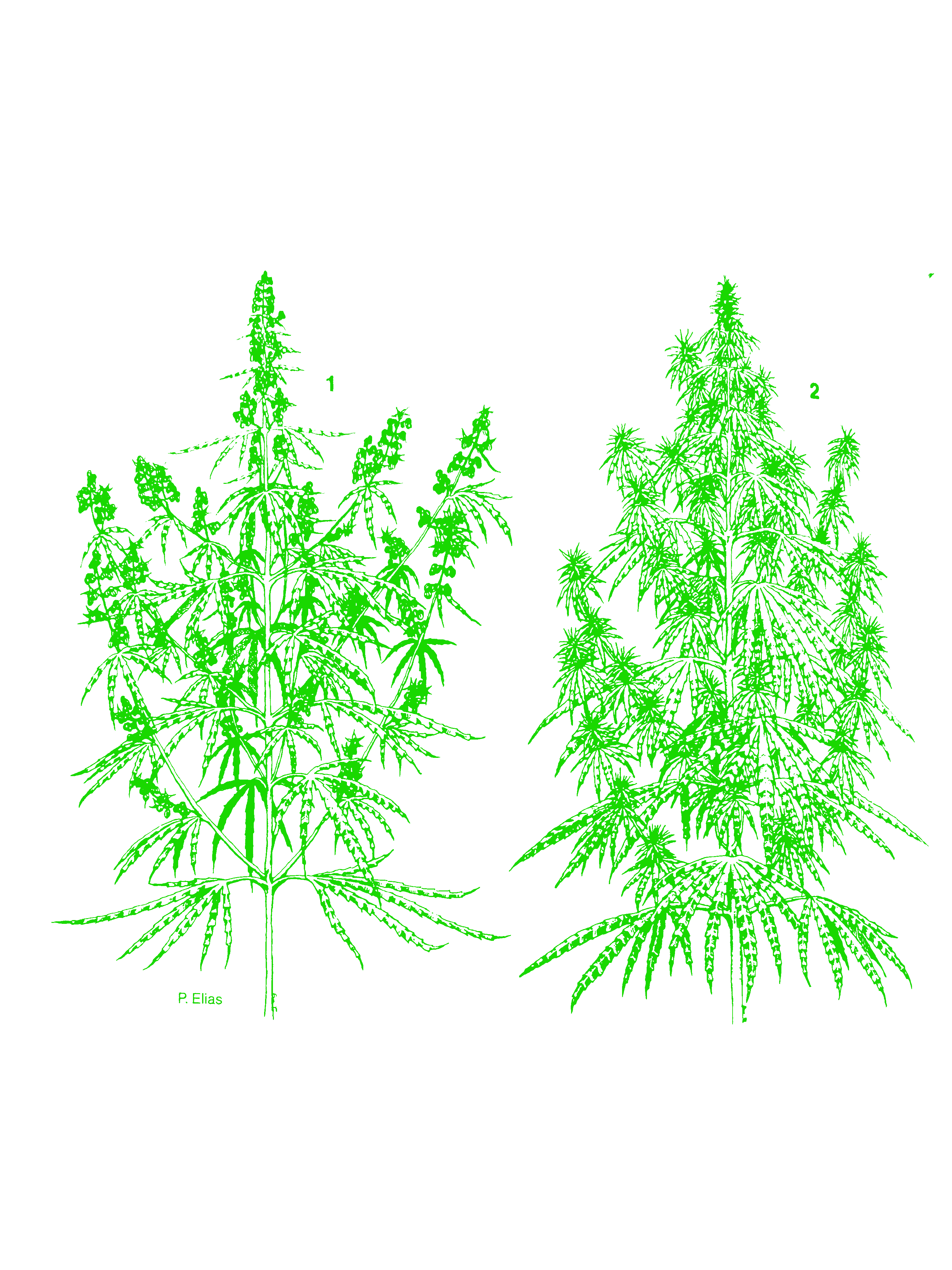 Pre-harvest
