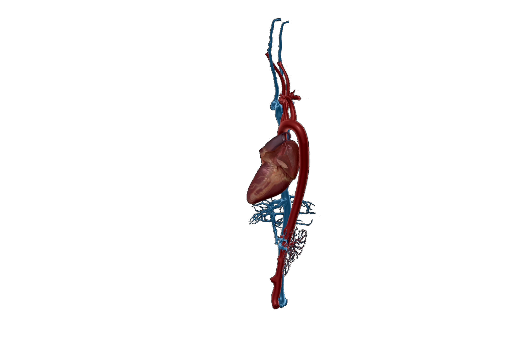 Arrhythmias sequence