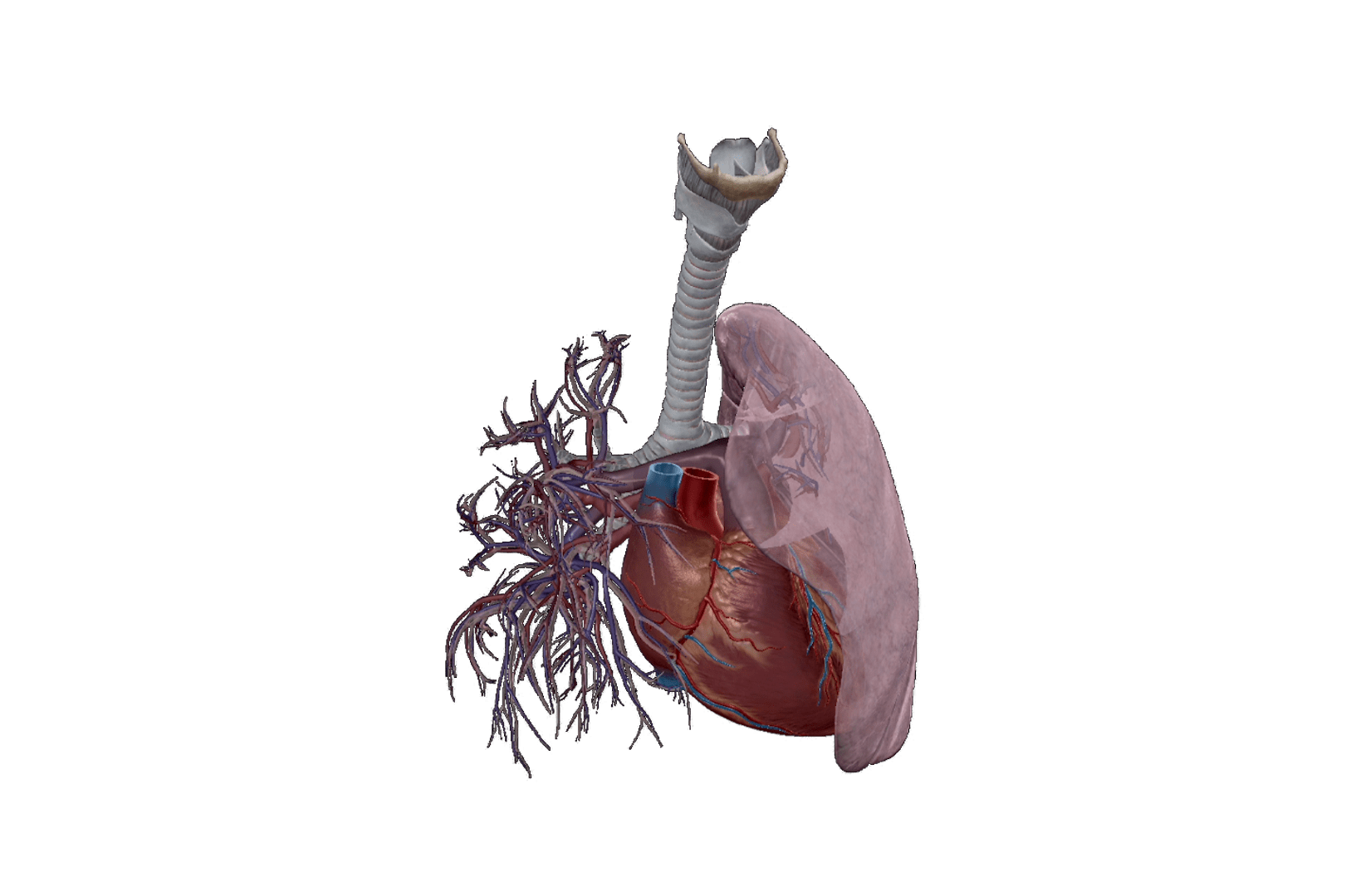 COPD sequence