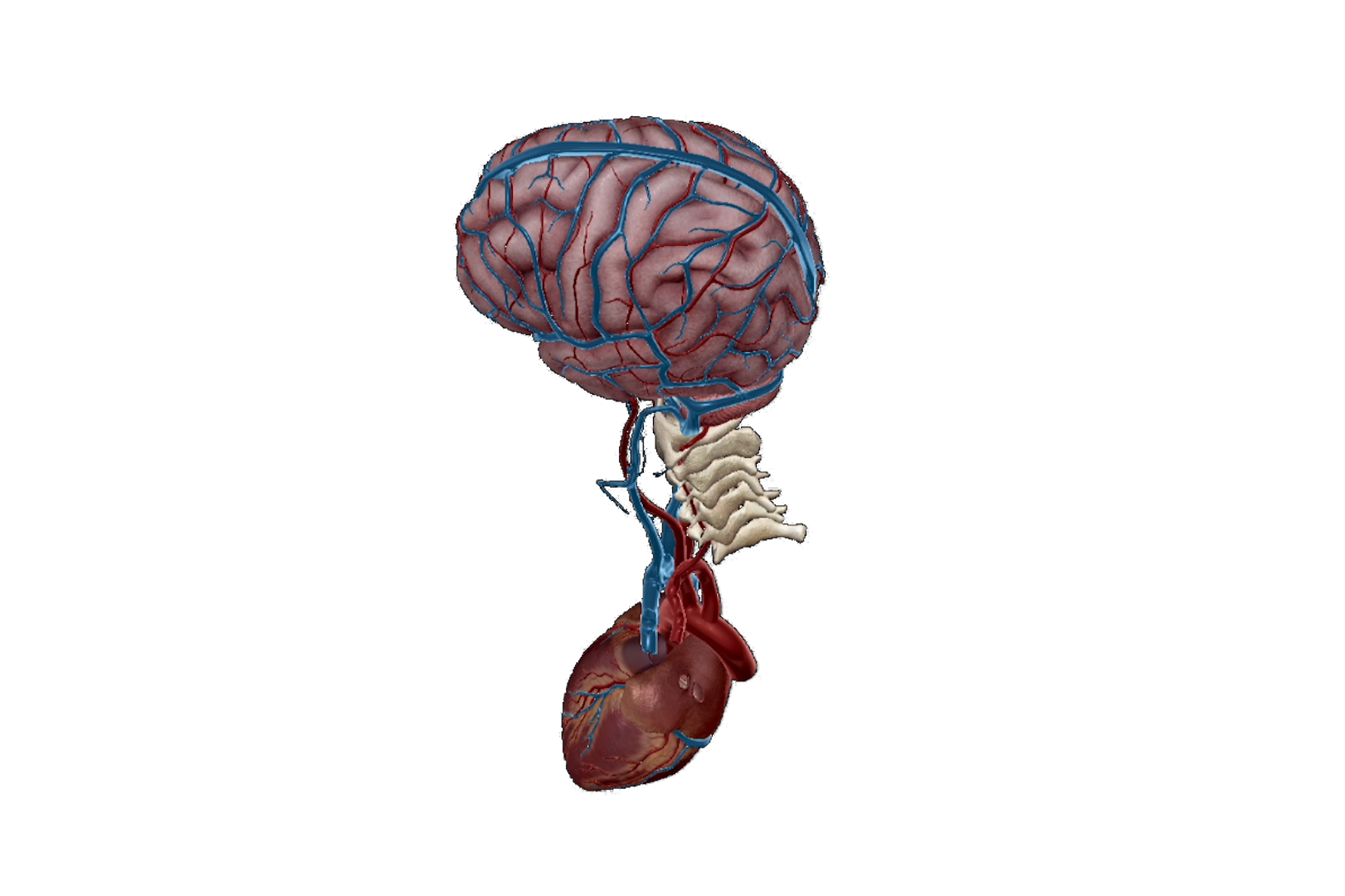Coronary artery disease sequence